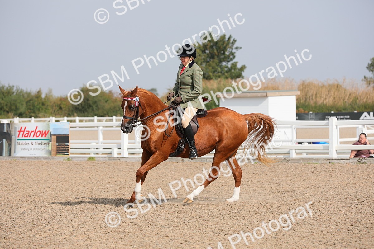 SBM_11401 - Class 305 Ridden Foreign Breeds- Pure Bred