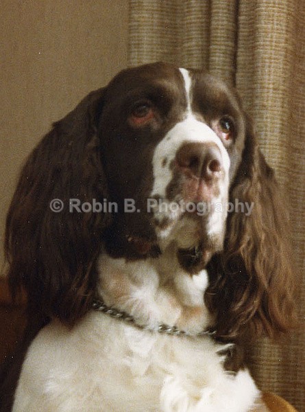  - animals and wildlife