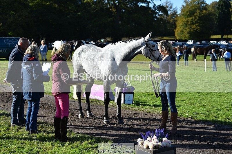 231022-103952-22646 - 445-CRUISING.BORO-Lucy.Knight-TrotUp+SJ