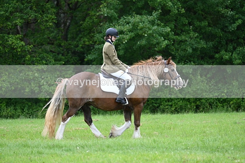 WJ7_4498 - Class 14B Prettiest Mare