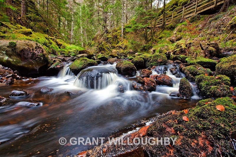 Ravens rock gorge - Woods Trees Gorges and Waterfalls