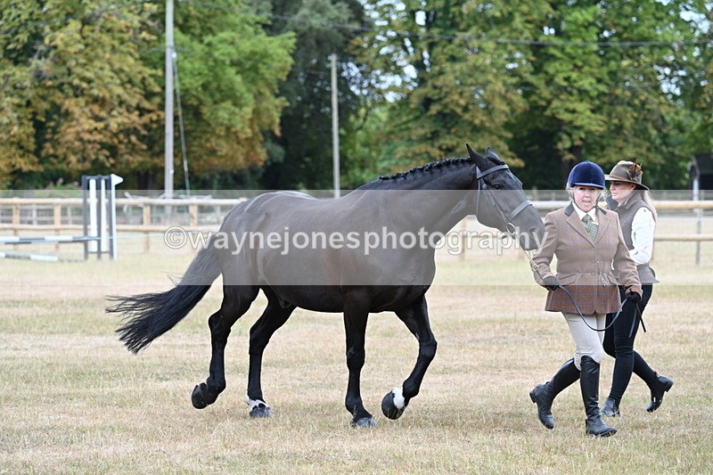WJ7_0032 - Class 5a Most Handsome Gelding (above 14.2hh)