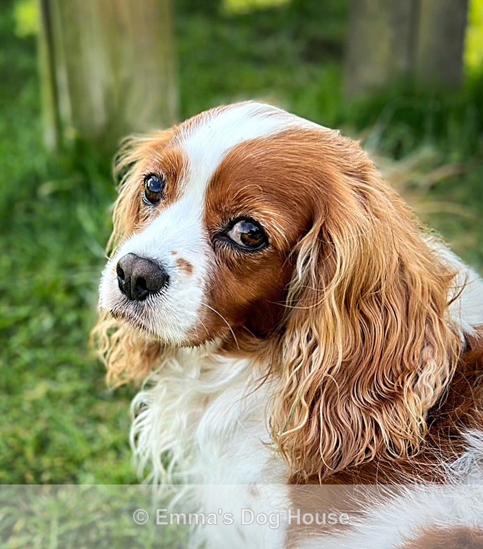  - Pawtraits