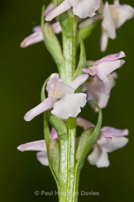 - Orchids - Various
