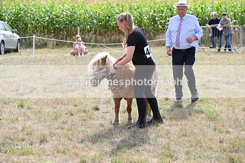 WJ6_6937 - Class 21 Shetland & Mini Horses