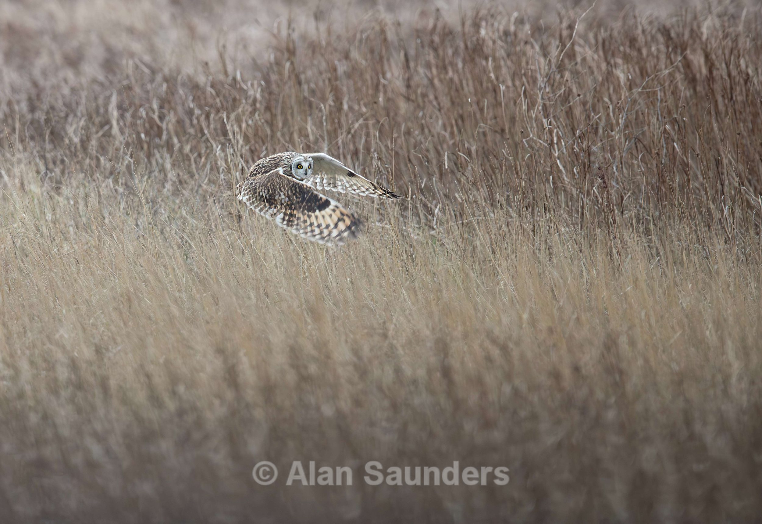 Short Eared Owl