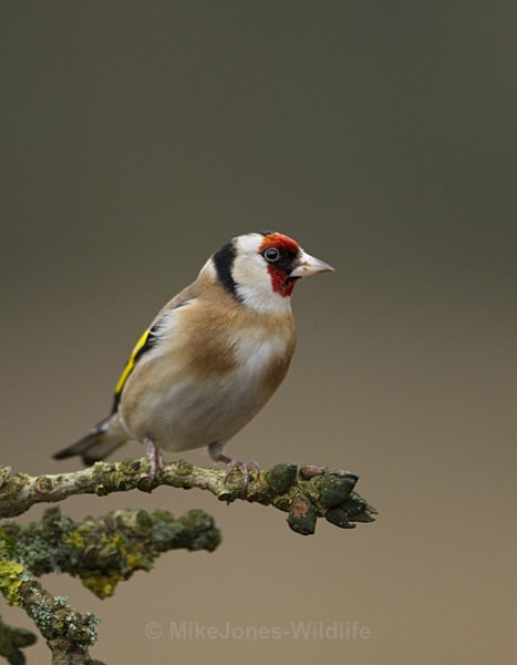 GOLDFINCH REF GOLD 1 - THE GOLDFINCH