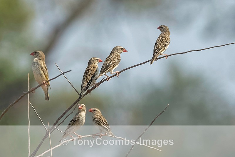 Red-billed Quelea - Mana Pools ~ The Birds