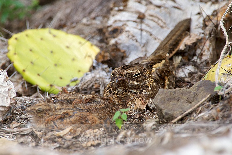 Slender-Tailed Nightjar with chicks - Slender-Tailed Nightjar