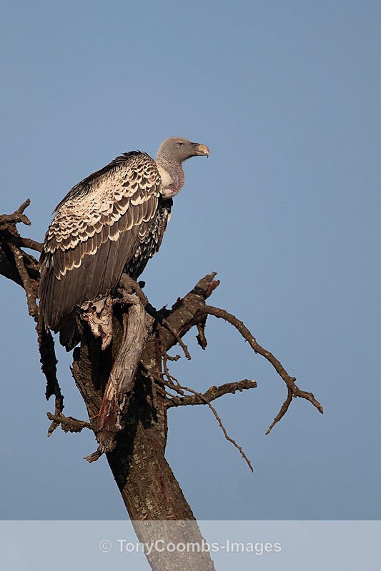 Ruppell's Vulture - Mara North ~ Birds