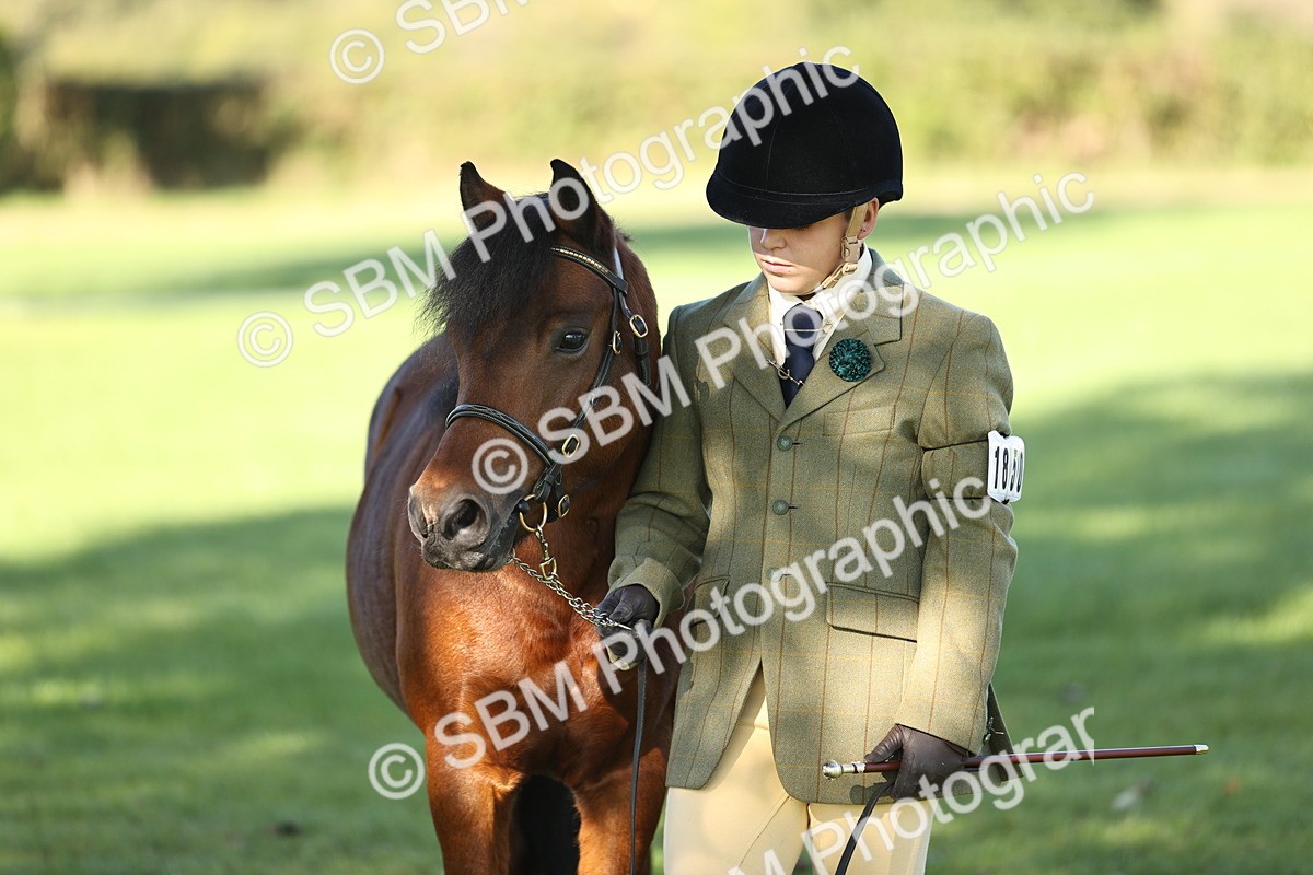 SBM_15826 - S1 - TSR in Hand Horse & Pony Showing