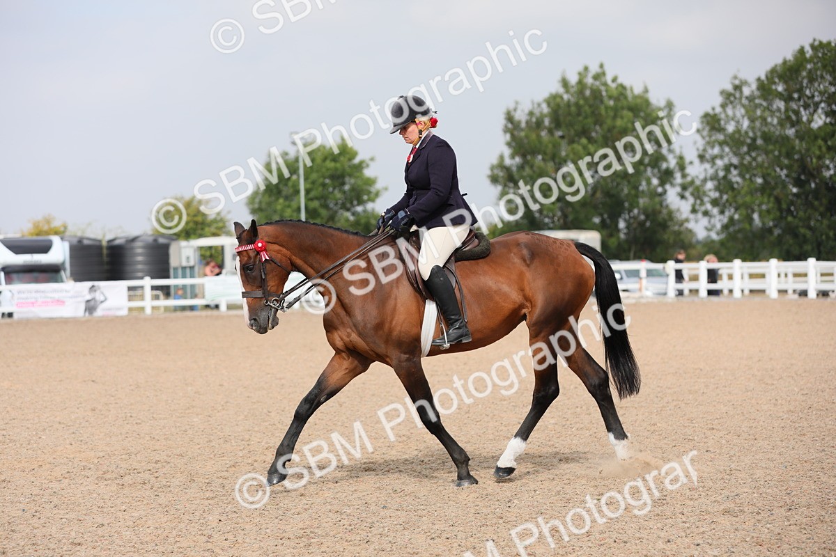 SBM_11459 - Class 305 Ridden Foreign Breeds- Pure Bred