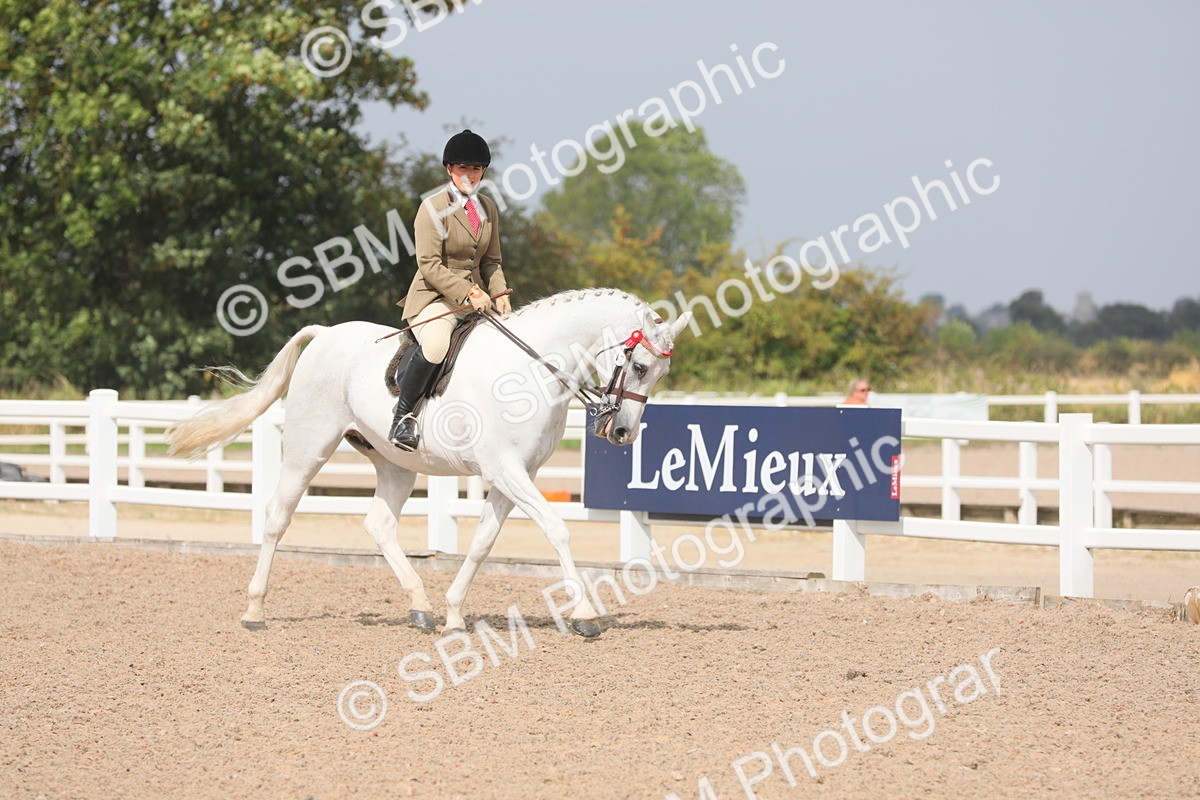 SBM_13344 - Class 308 Ridden Coloured Horse