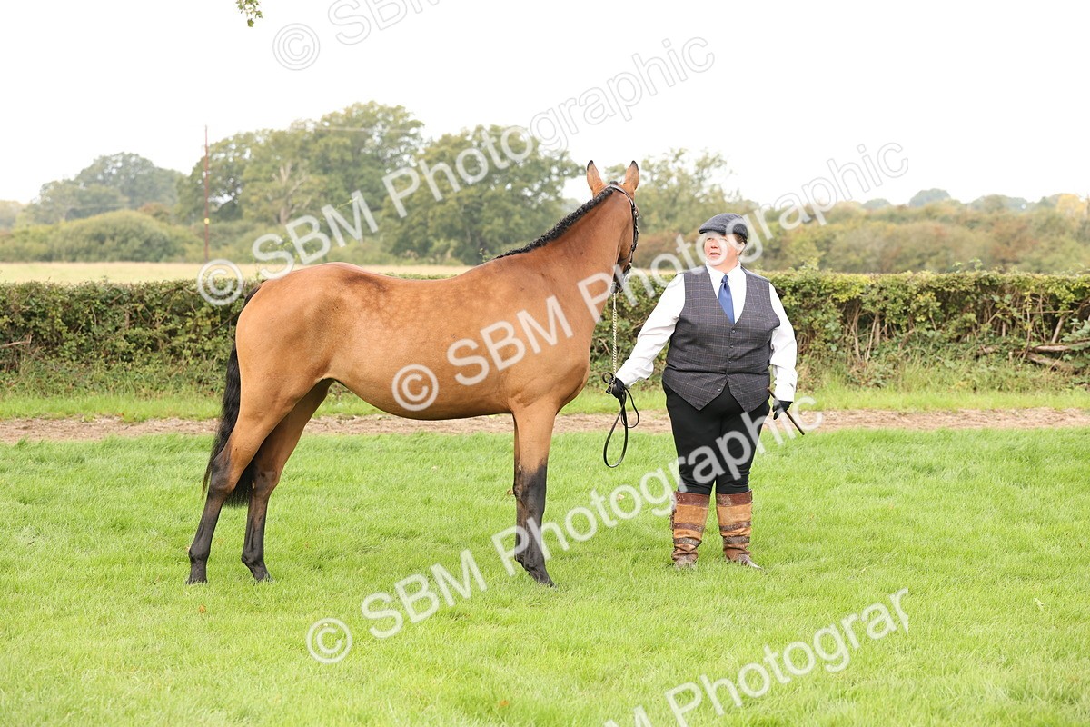 SBM_56250 - S55 - Other Coloured Horse In Hand