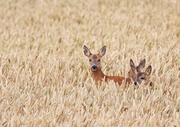 Roe Deer _ AGTO193 - Wildlife, Mammal Photography, Great Britain
