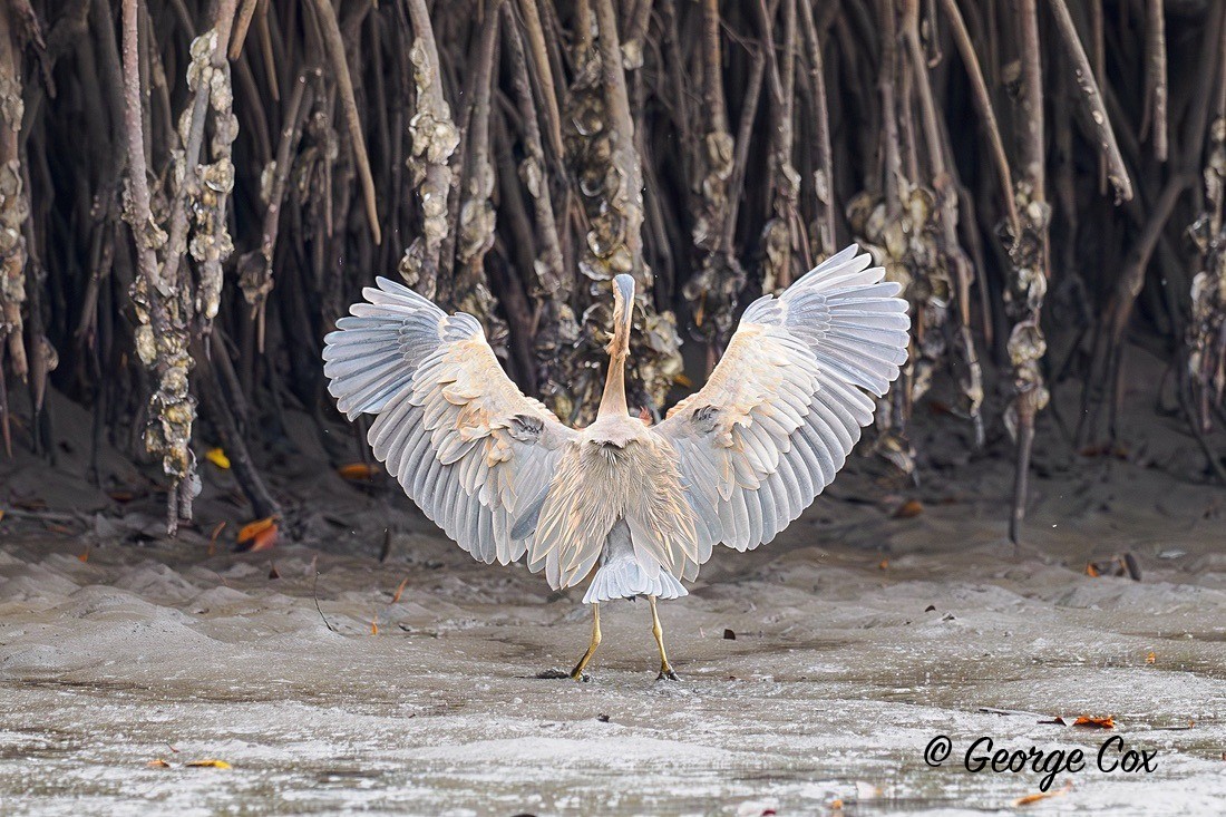 Purple Heron - Gambia 2025
