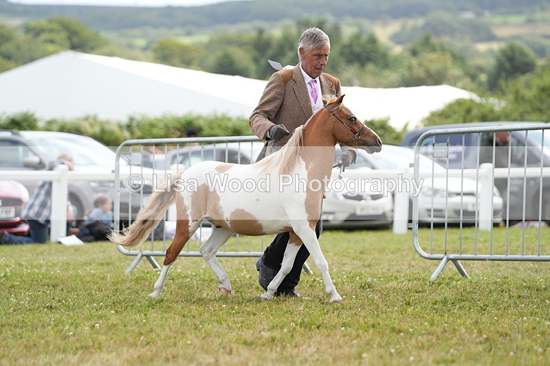 DSC06832 - Class 60: Coloured Pony 4yrs & over