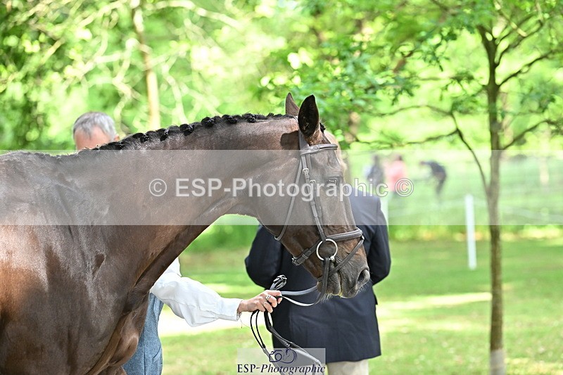 250521A-152202-00457 - B-379-Kelli.Frewin-HIDDEN.GOLD