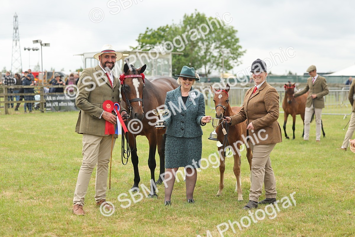 SBM_05589 - Class 68-73 - Riding Pony Breeding