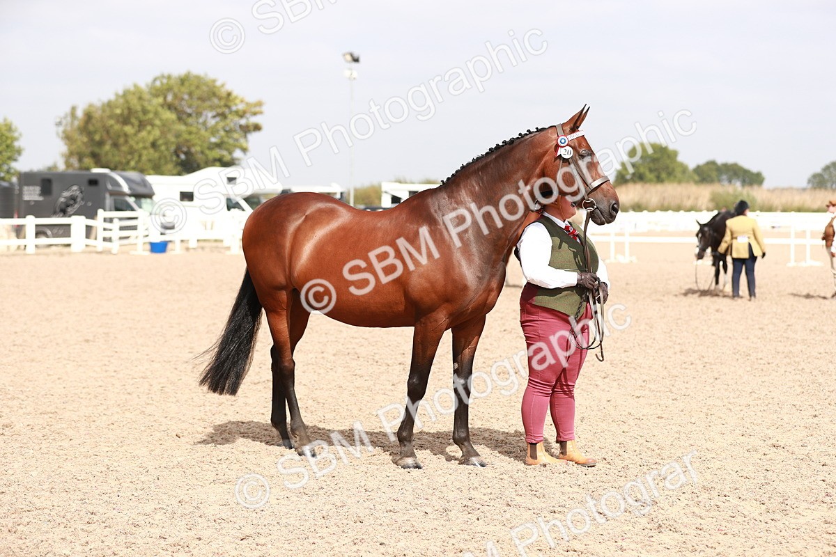 SBM_13225 - Class 208 IH Veteran Horse
