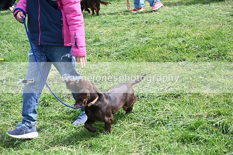 WJ6_8929 - Class 8 Best Working / Gun Dog or Bitch