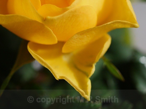 Rose Petal Point - MACRO & CLOSE UPS 2
