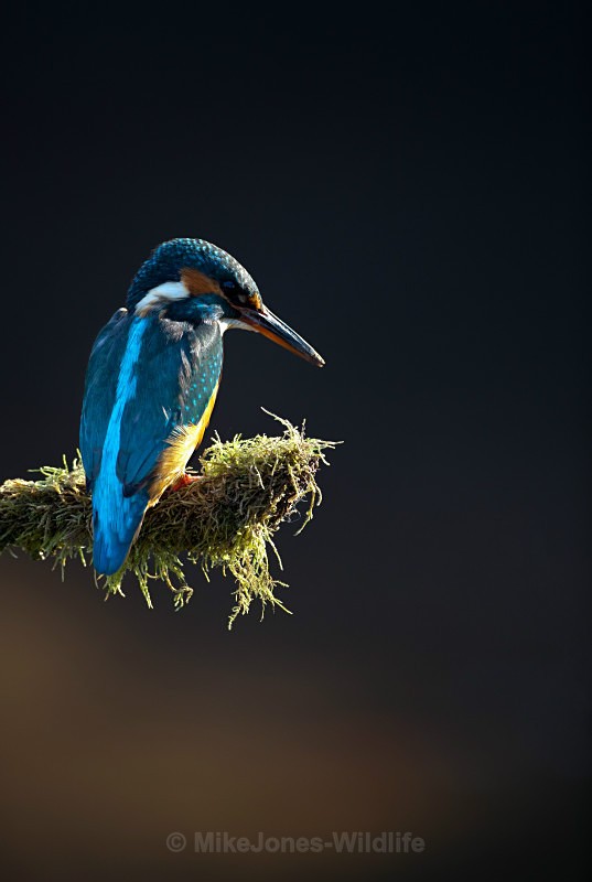 KINGFISHER no 2 - KINGFISHERS