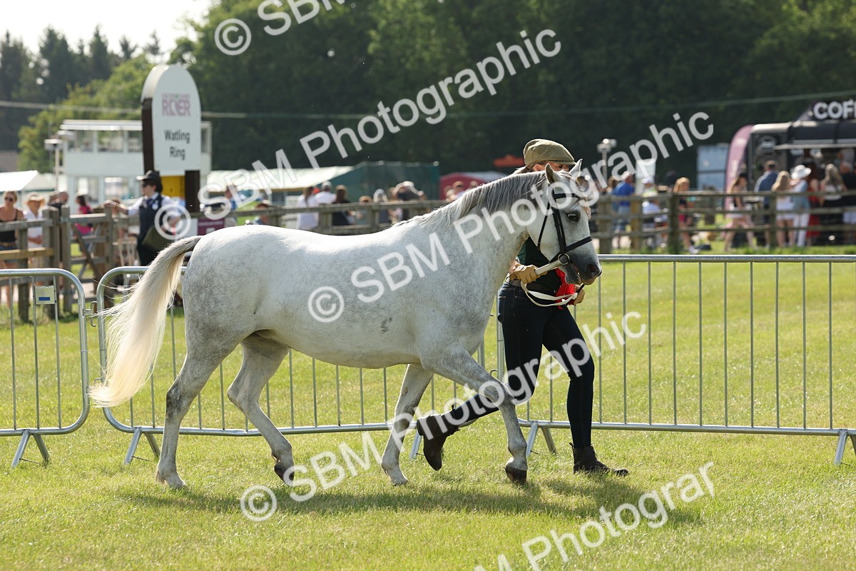 SBM_00776 - Class 6-13 - Mountatin and Moorland In Hand Welsh Breeds