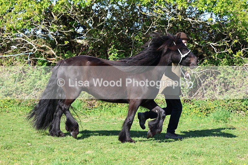 3E7A8572 - Class 13: M & M Large Breeds