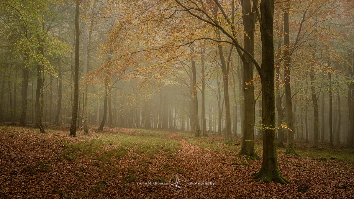 Golden inclination - Woodland