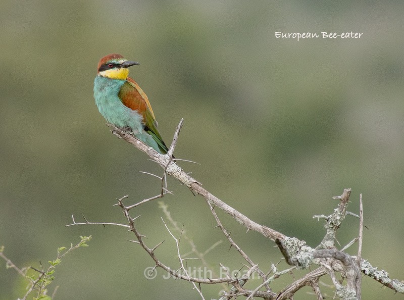  - South Africa Birds and Mammals