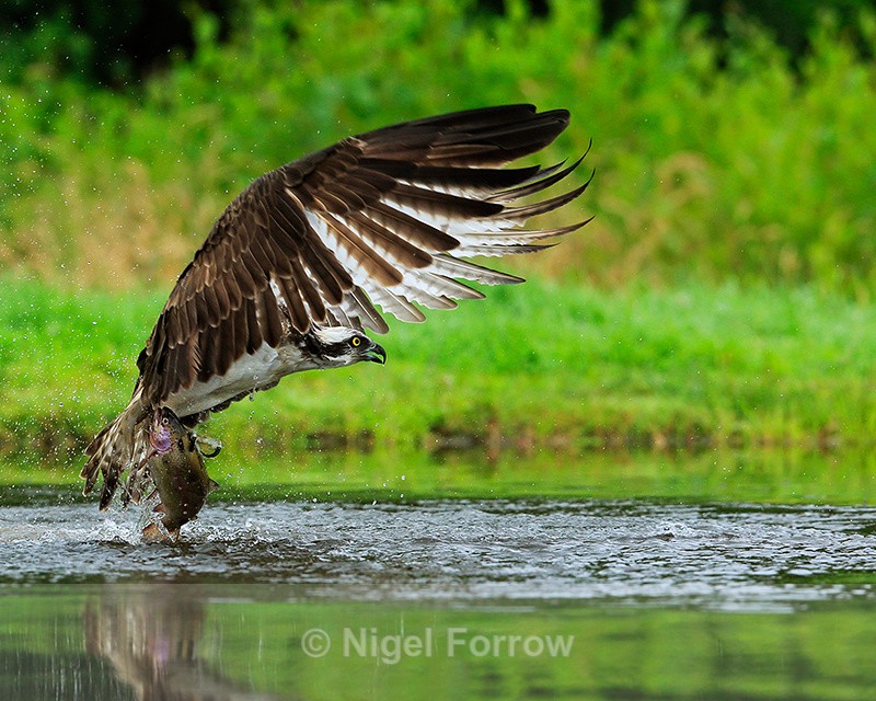Scottish Osprey takes off with fish at Rothiemurchus - Osprey