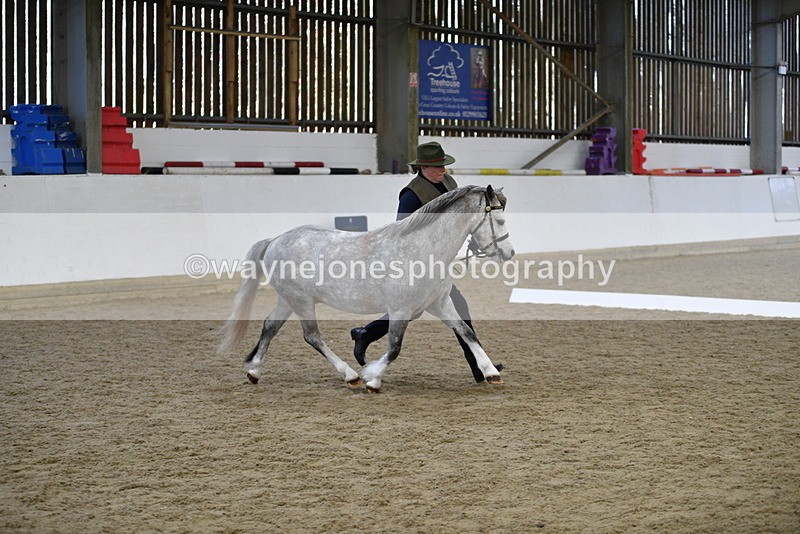 WJ5_5417 - Class 4 In hand M&M - small breeds