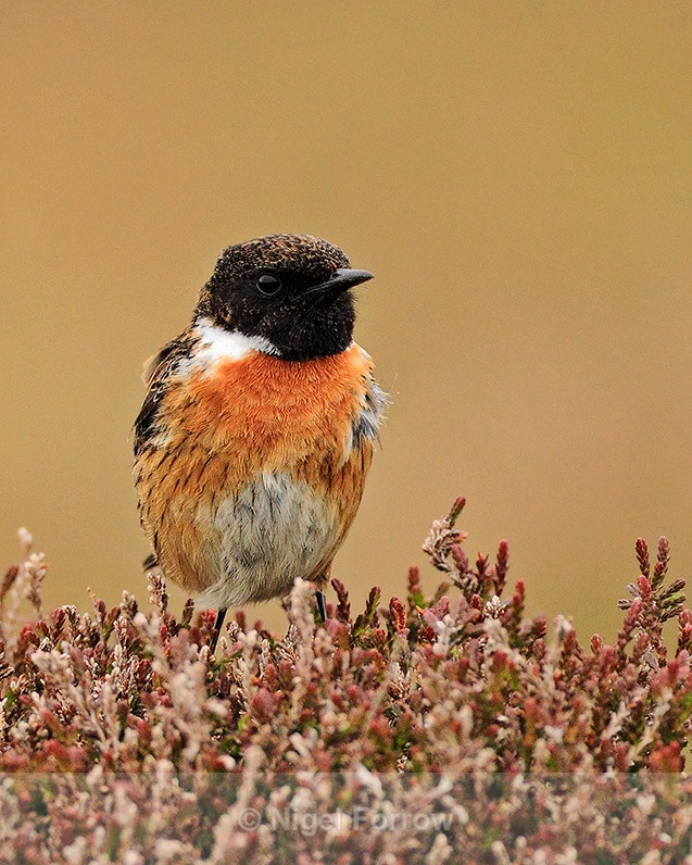 Stonechat (male) standing on flowering heather on Islay - Stonechat