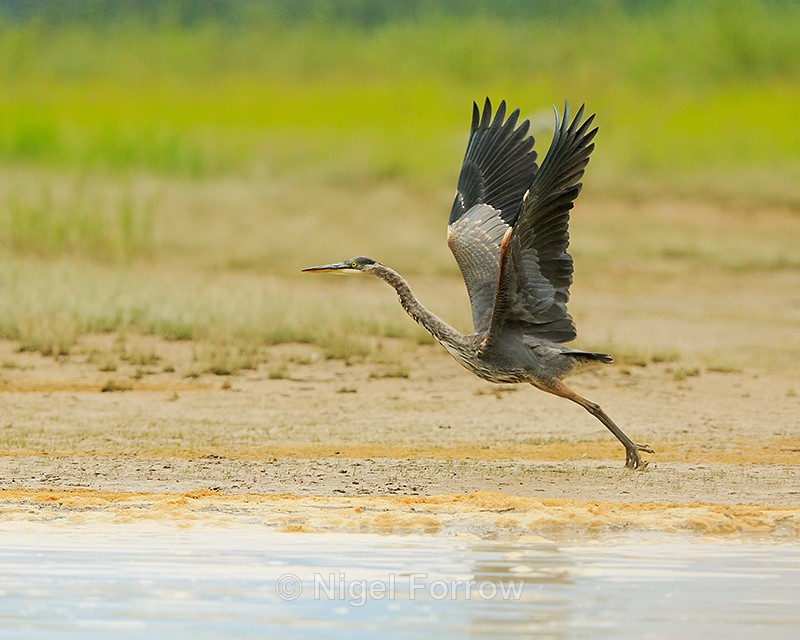 Great Blue Heron takes off, Mud Lake, Canada - Great Blue Heron