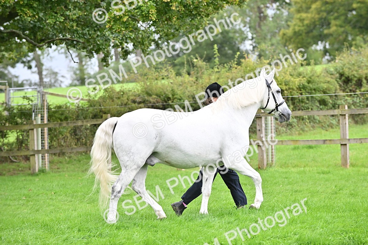 SBM_63293 - S49 - Mountain & Moorland In Hand Large Breeds