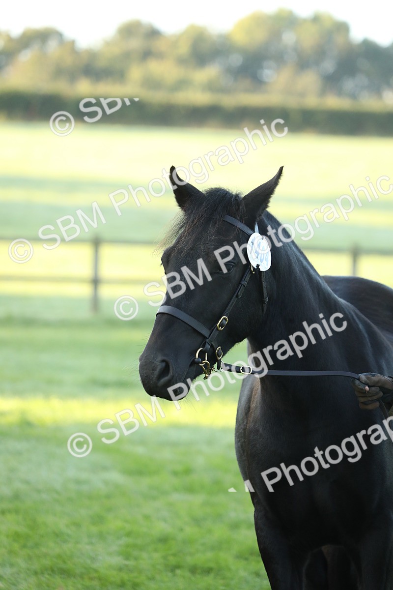 SBM_57857 - S42 - Youngstock