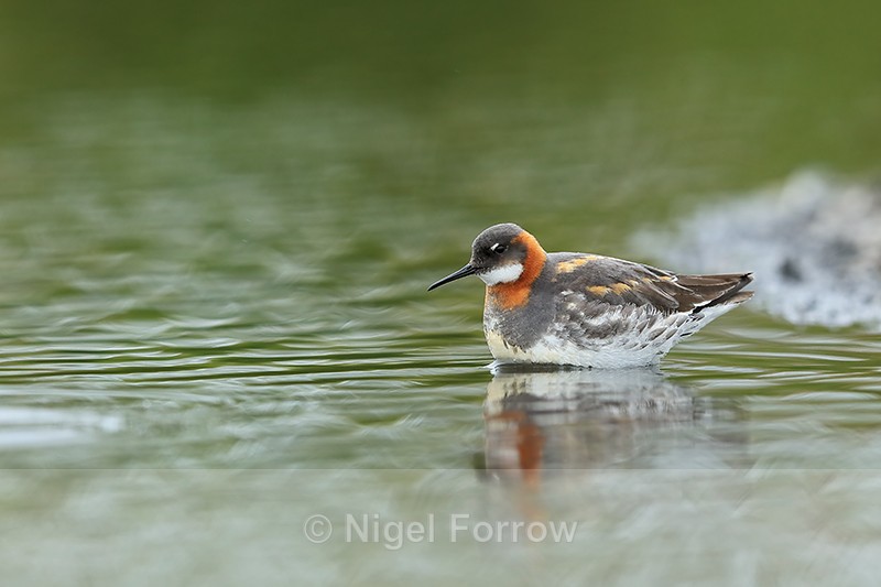 Red-necked Phalarope in shallow water, Iceland - Red-necked Phalarope