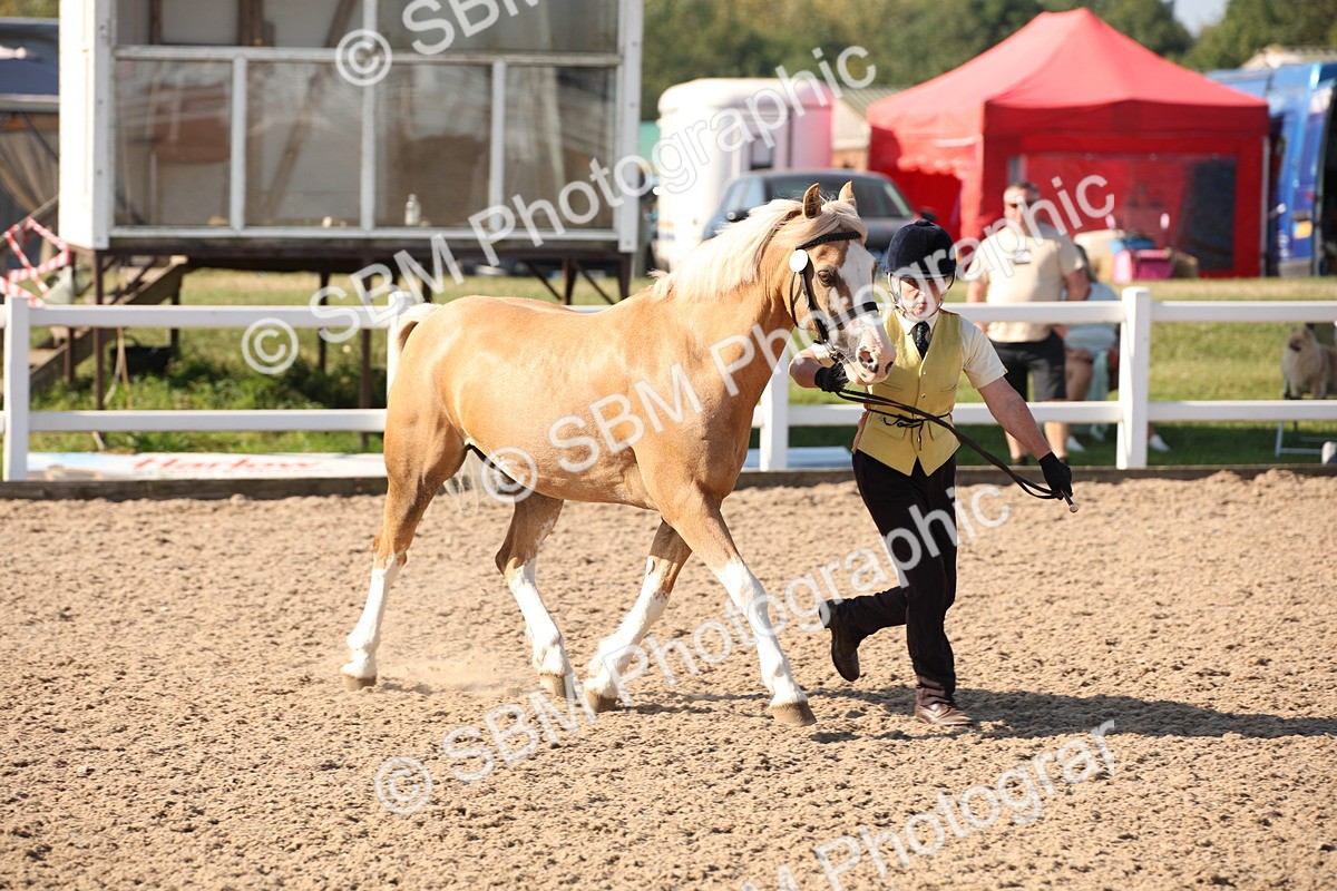 SBM_01447 - Class 15 IH Coloured