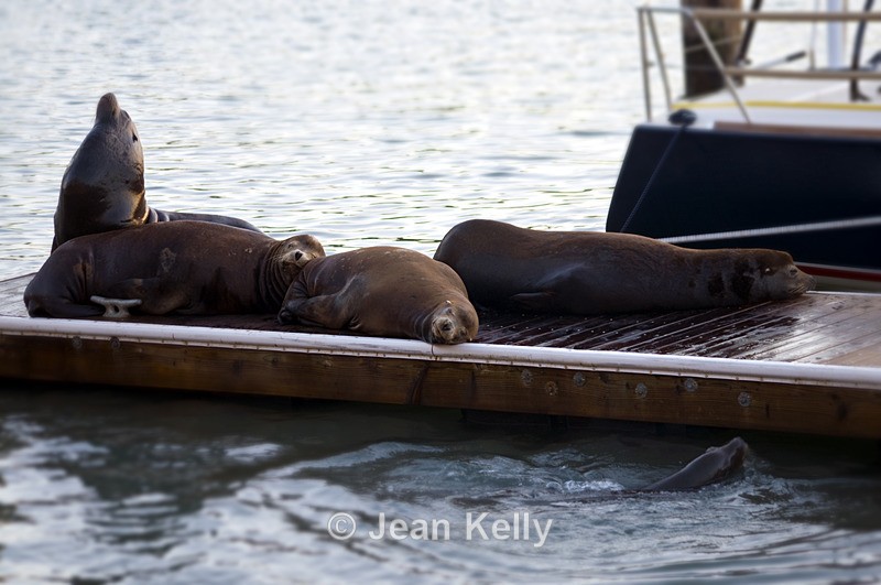 Sea Lions, Pier 39, San Francisco, USA - 9662 - Sea Lions and Seals