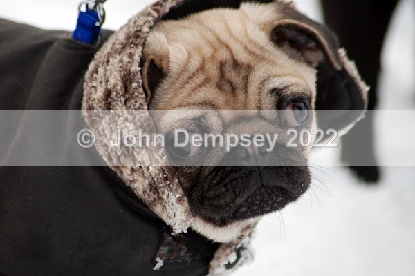 December Snow 3 - Walking the Dog