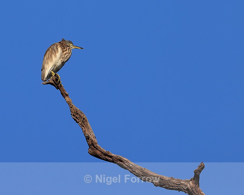 Indian Pond Heron (immature) perched, Bandhavgarh Reserve, India - Indian Pond Heron