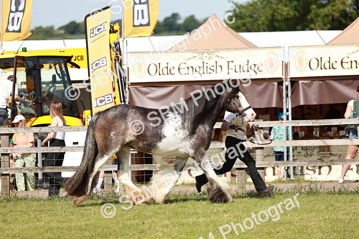 SBM_08751 - Class 63-65 - Traditional Gypsy Cobs In Hand & Ridden