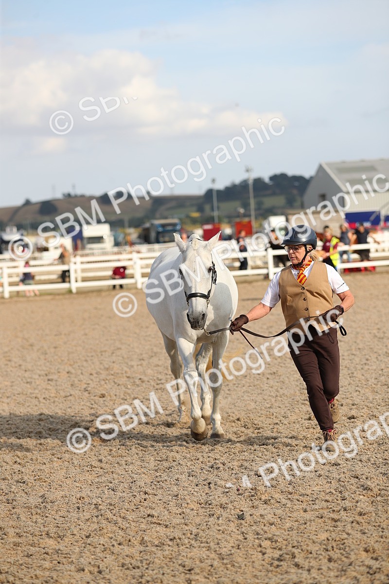 SBM_08653 - Class 28 - IH Veteran Horse