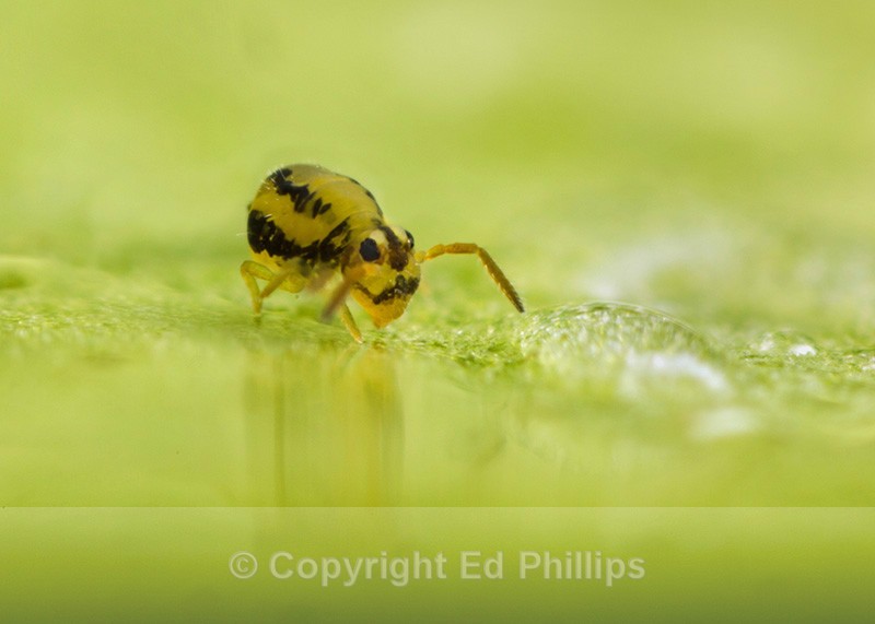 Sminthurinus elegans - Sminthurinus elegans