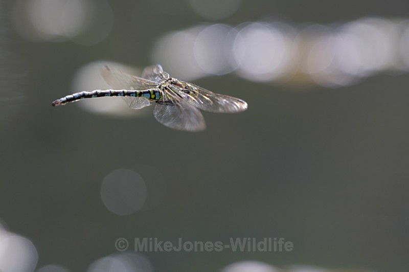 Southern Hawker Dragonfly, Cheshire - DRAGONFLY & DAMSELFLY GALLERY