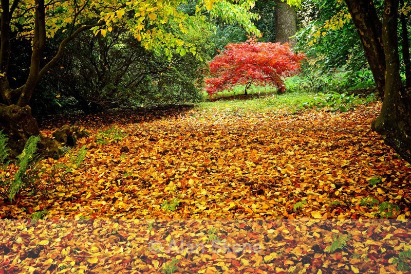 DSC06298 - Autumn