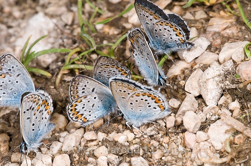  - Bugs: Butterflies