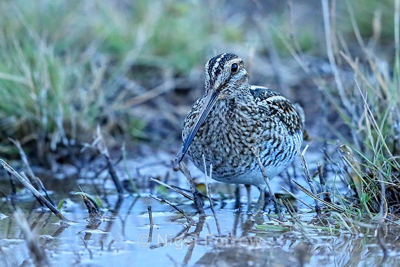 Wilson's Snipe, Bosque del Apache, New Mexico - Wilson's Snipe
