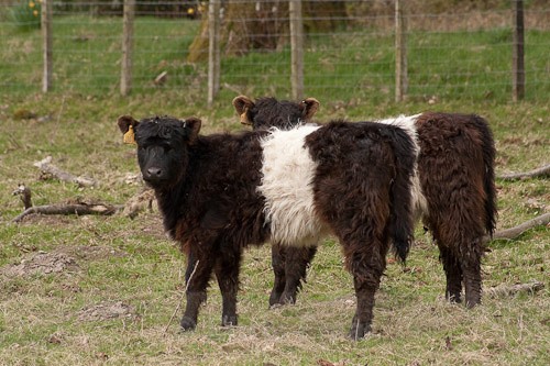 8 - Belted Galloway Cattle
